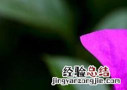 三角梅怎么养 三角梅怎么养才开花不断