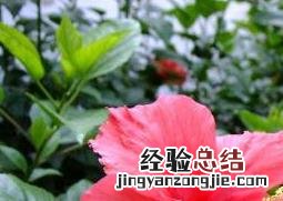扶桑花如何繁殖 扶桑花如何繁殖视频