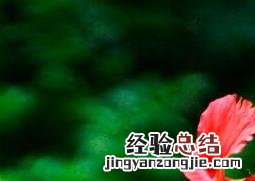 扶桑花如何繁殖 扶桑花如何繁殖视频