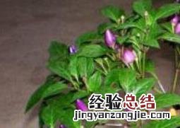 盆栽木槿花如何养护 盆栽木槿花如何养