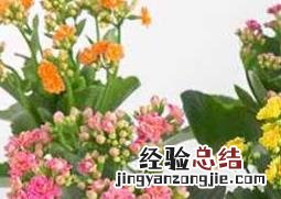 盆栽木槿花如何养护 盆栽木槿花如何养