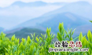 茶叶做肥料怎么发酵 茶叶沤肥的方法