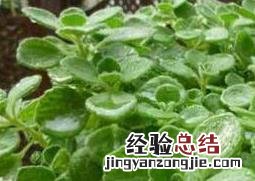 碰碰香怎么繁殖方法 碰碰香怎么繁殖