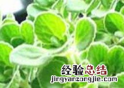 碰碰香怎么繁殖方法 碰碰香怎么繁殖