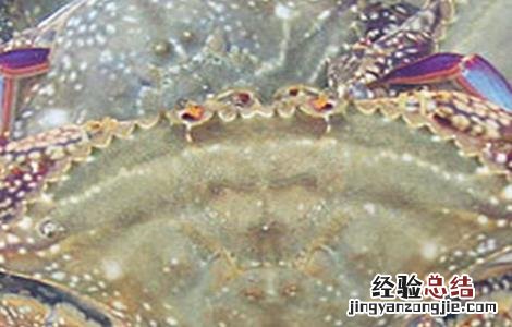 梭子蟹的高效混养方法 如何养殖梭子蟹?梭子蟹的高效养殖技术