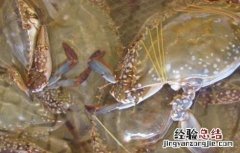 梭子蟹的高效混养方法 如何养殖梭子蟹?梭子蟹的高效养殖技术