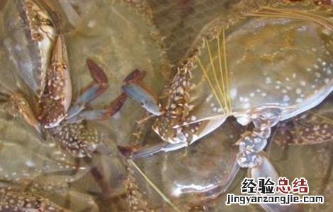 梭子蟹的高效混养方法 如何养殖梭子蟹?梭子蟹的高效养殖技术