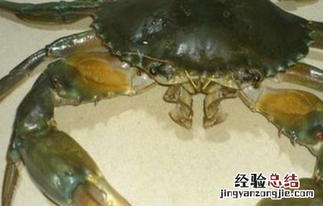 青蟹养殖的日常管理 青蟹如何饲养