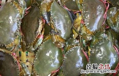 青蟹养殖的日常管理 青蟹如何饲养