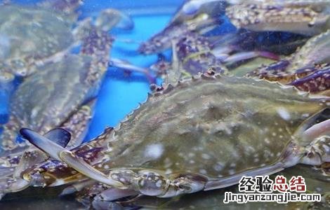 青蟹养殖的日常管理 青蟹如何饲养
