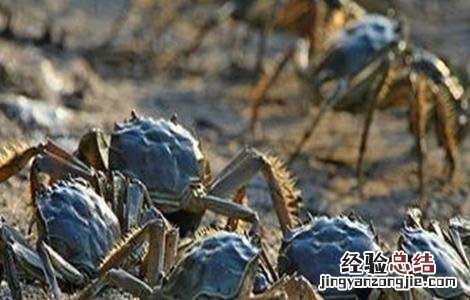 河蟹的饲养和管理 河蟹养殖的管理要点