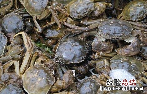 河蟹的饲养和管理 河蟹养殖的管理要点