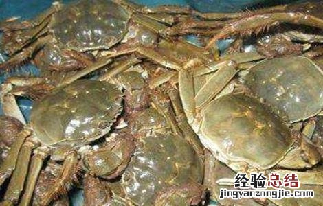 河蟹的饲养和管理 河蟹养殖的管理要点