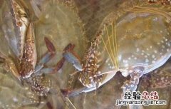 梭子蟹的日常管理与保存 梭子蟹的日常管理