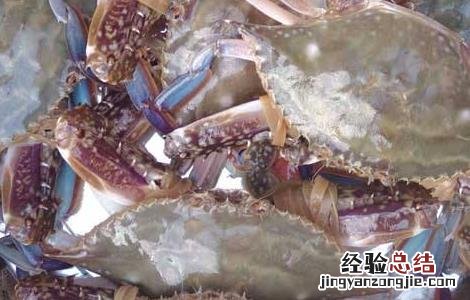 梭子蟹的日常管理与保存 梭子蟹的日常管理
