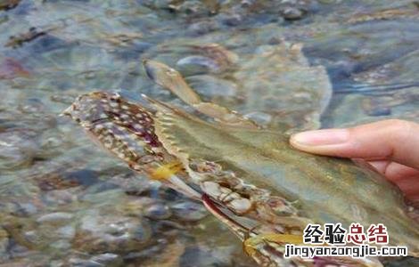 梭子蟹的日常管理与保存 梭子蟹的日常管理