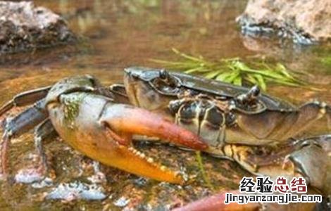 秋后河蟹养殖注意事项 秋后河蟹养殖注意事项有哪些