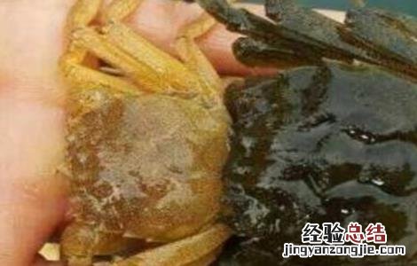 秋后河蟹养殖注意事项 秋后河蟹养殖注意事项有哪些