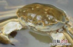 秋后河蟹养殖注意事项 秋后河蟹养殖注意事项有哪些