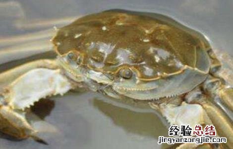 秋后河蟹养殖注意事项 秋后河蟹养殖注意事项有哪些