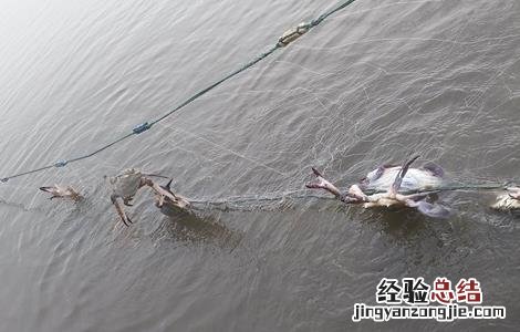梭子蟹的养殖方法 梭子蟹怎么养殖