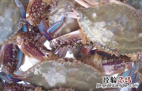 梭子蟹的养殖方法 梭子蟹怎么养殖