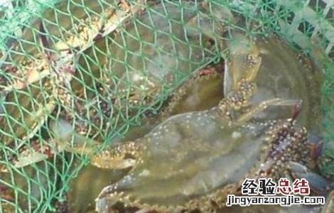 梭子蟹的养殖方法 梭子蟹怎么养殖