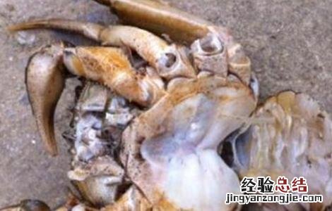 秋季河蟹死亡的原因及预防措施 秋季河蟹死亡的原因及预防措施视频
