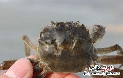 秋季河蟹死亡的原因及预防措施 秋季河蟹死亡的原因及预防措施视频
