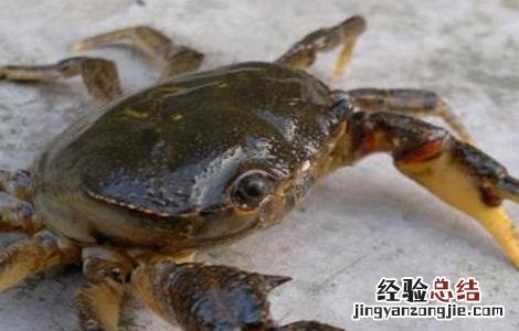螃蟹混养方式 螃蟹混养方式是什么
