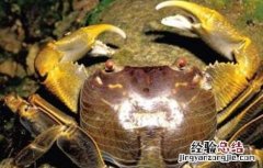 螃蟹混养方式 螃蟹混养方式是什么