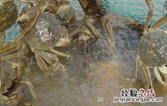 河蟹该怎么养殖 河蟹怎么养殖方法