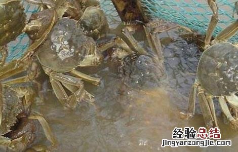 河蟹该怎么养殖 河蟹怎么养殖方法