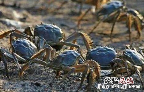 河蟹该怎么养殖 河蟹怎么养殖方法