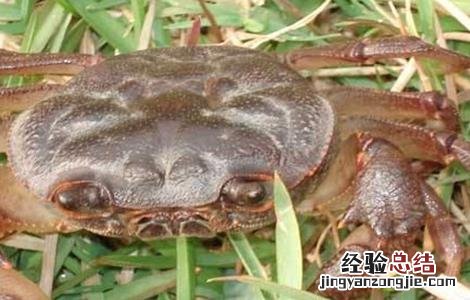 河蟹该怎么养殖 河蟹怎么养殖方法