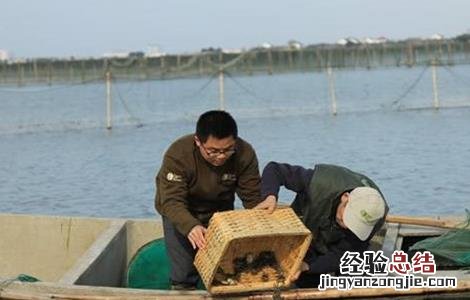 大闸蟹的养殖条件有哪些 大闸蟹的养殖条件