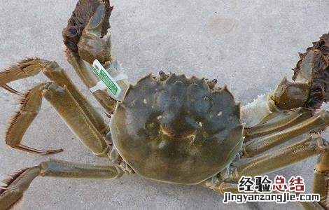 春节前放养蟹苗对池塘的要求有哪些 春节前放养蟹苗对池塘的要求