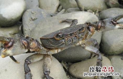 春节前放养蟹苗对池塘的要求有哪些 春节前放养蟹苗对池塘的要求