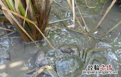稻田螃蟹养殖技术 稻田螃蟹养殖技术视频