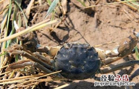 稻田螃蟹养殖技术 稻田螃蟹养殖技术视频