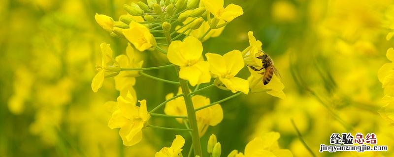 直播油菜什么时间播种最适宜 直播油菜什么时候施肥