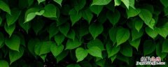 西南方位摆放植物可以吗 西南方位可以放绿植吗