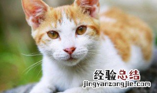 和猫有关的中药 中药猫的功效与作用