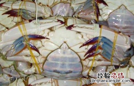 梭子蟹公母哪个好吃 梭子蟹公的母的哪个好吃