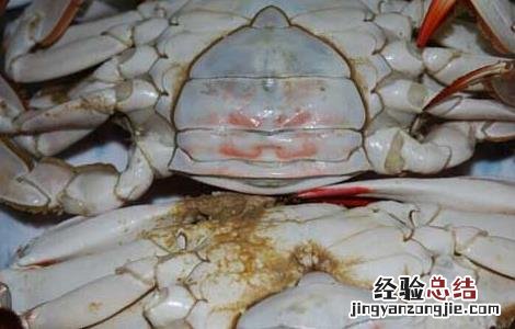 梭子蟹公母哪个好吃 梭子蟹公的母的哪个好吃