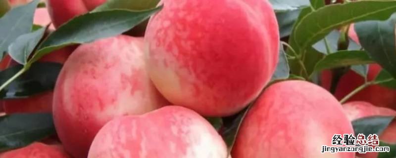 夏天桃子需要放冰箱吗 桃子需要放冰箱吗