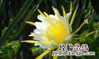 霸王花是什么意思 霸王花解释