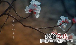 你是人间四月天经典语录 你是人间四月天经典语录摘抄300字