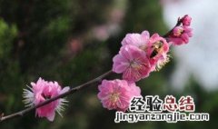 怎么形容三月的季节句子 怎么形容三月的季节