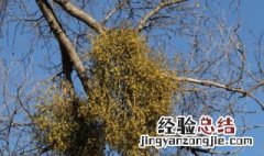 中药白杨树的功效与作用 中药白杨树的功效与作用是什么